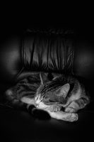le chat