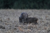 Sanglier