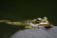 Grenouille