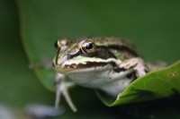 Grenouille