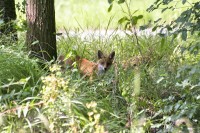 Renard