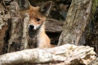 Renard