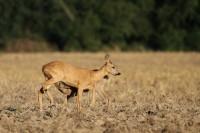 Chevrette et son faon