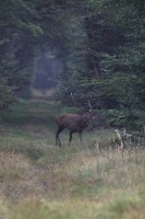 Cerf