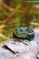 Grenouille
