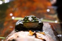 Grenouille