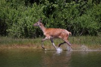 Biche