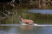Biche