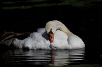Cygne
