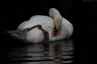 Cygne