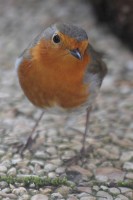 Rouge gorge