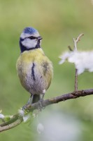 Mésange bleue