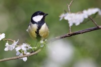 Mésange charbonnière