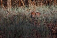 Renard