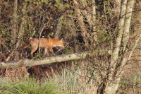 Renard