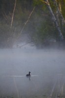 Foulque