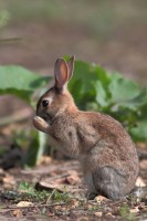 Lapin