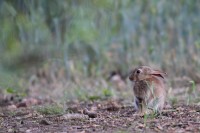 Lapin