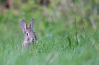 Lapin