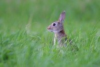 Lapin
