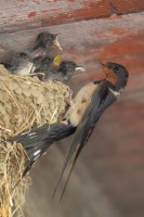 Hirondelle