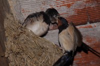 Hirondelle