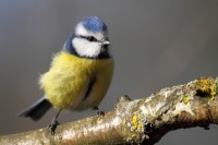 Mésange bleue