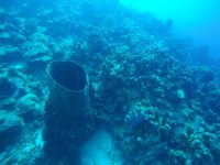 DCIM100GOPROGOPR3105.