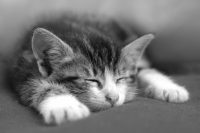 notre chat à 6 semaines