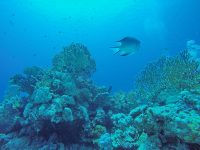 DCIM100GOPROGOPR2202.