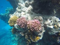 DCIM100GOPROGOPR2265.