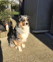 Un frère Jango